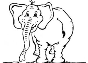 proktologiepraxis-frankfurt-elefant