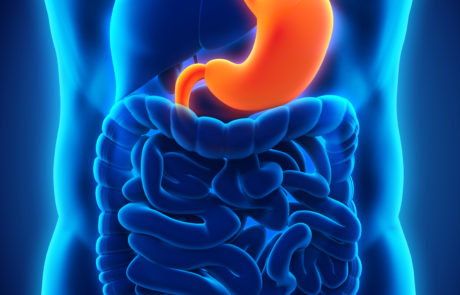 Human Stomach