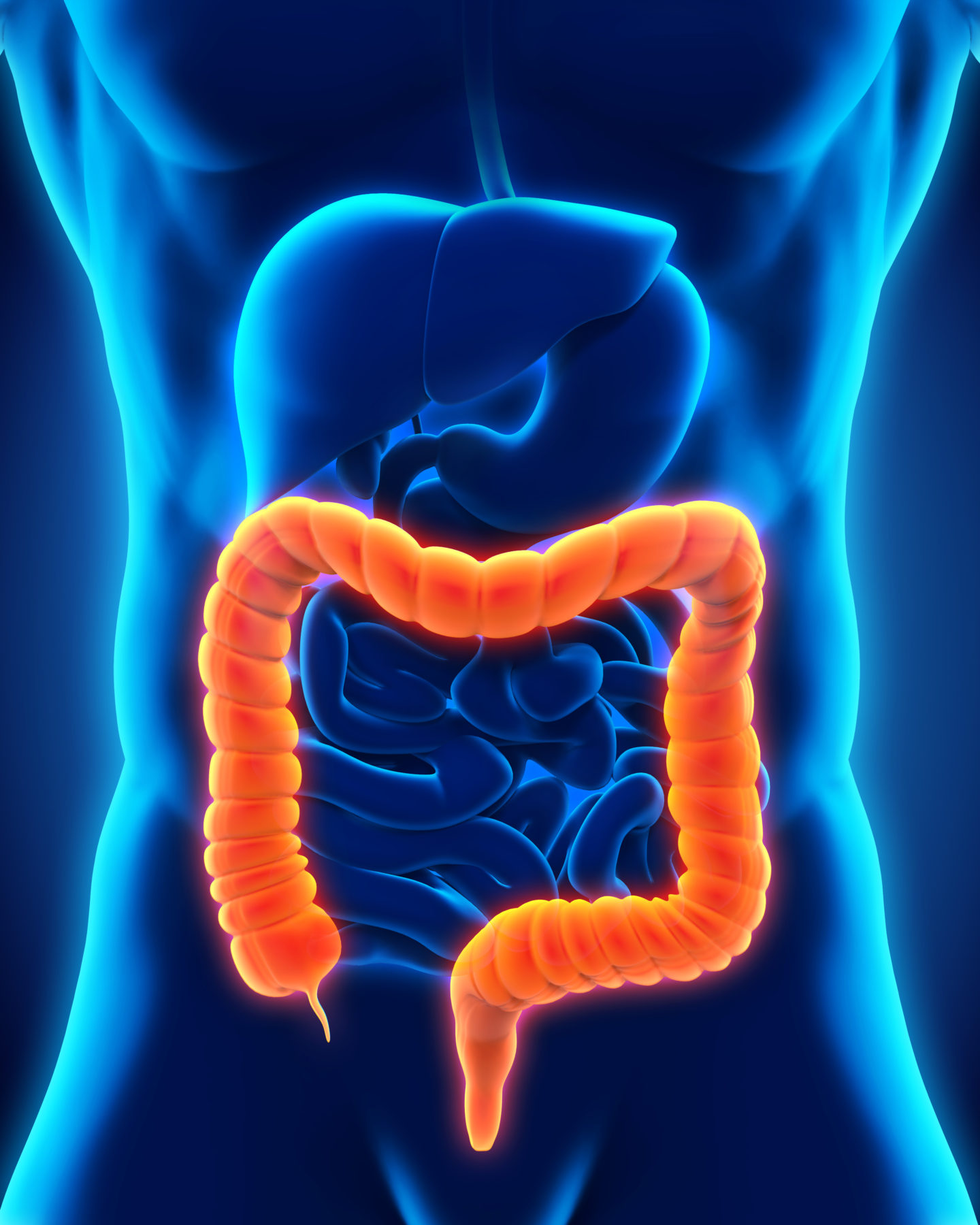 Human Colon